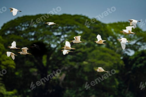 Preview: Great White Egret (Ardea alba aka Common Egret or Large Egret), Tarcoles River, Carara National Park