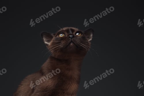 Preview: Single miniature kitty with dark brown fur agianst grey background