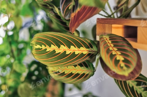 Preview: Leaf Of Exotic 'Maranta Leuconeura Fascinator' Houseplant With Exotic Red Stripe Pattern With Other
