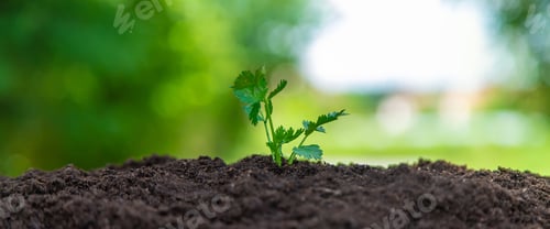 Preview: The plant grows in soil. Selective focus.