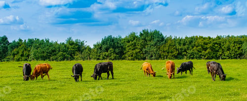 Preview: Cows On On Farmland. Herd of cows at summer green field