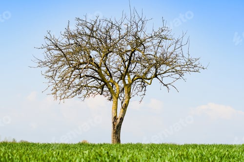 Preview: lonely tree in green grass