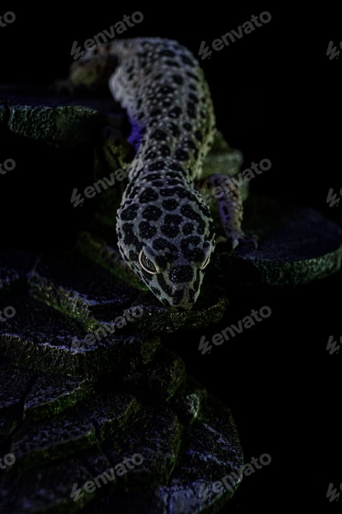 Preview: Portrait of a Leopard Gecko crawling on woods under the lights with a dark background