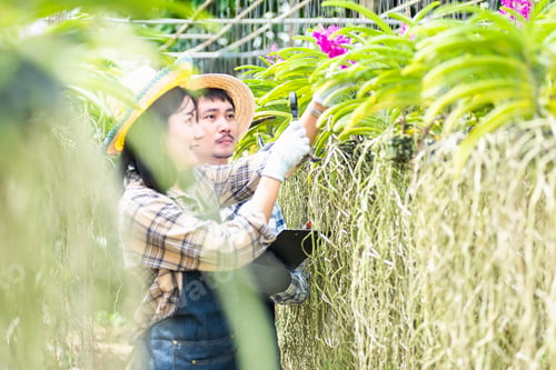 Preview: Young couple farmers checking their orchid gardening farm