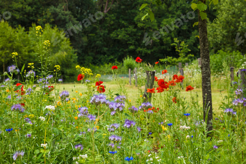 Preview: field with wild flowers such as poppy, cornflower and various grasses