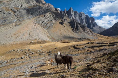 Preview: Llama