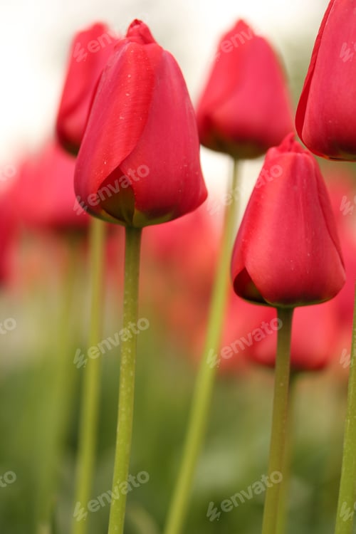 Preview: Red Tulips