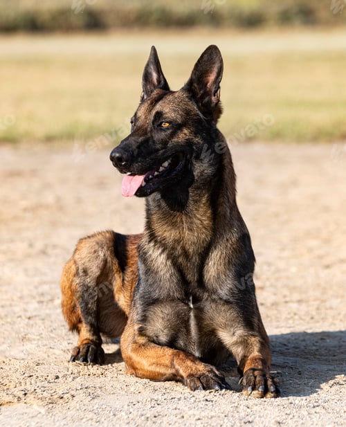 Preview: training of belgian shepherd
