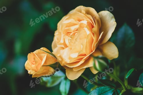 Preview: Yellow garden rose with buds on in summer rose garden