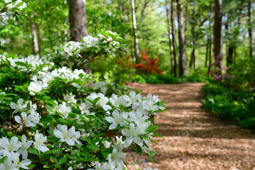 Preview: A woodland pathway leading through colorful azaleas mountain laurel blooming mountain forest spring