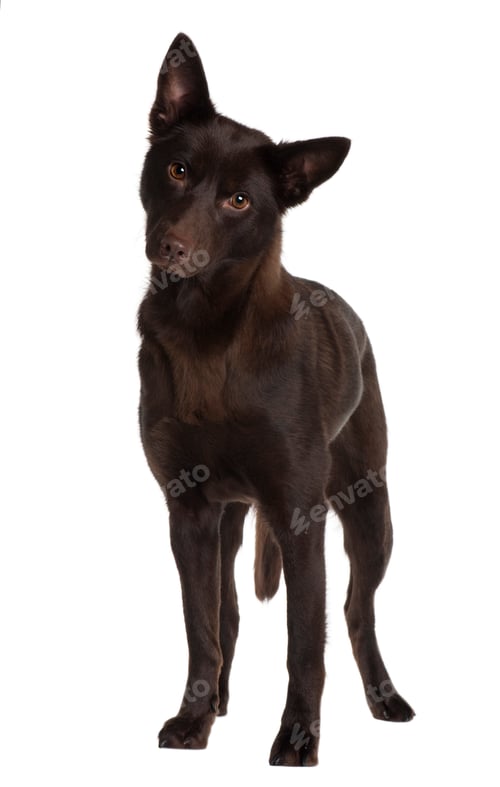 Preview: Australian Kelpie, 11 years old, standing in front of white background