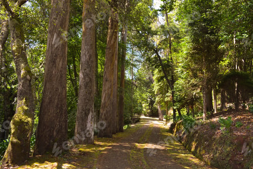 Preview: Rural track through a forest of huge trees on the island of Madeira, Portugal