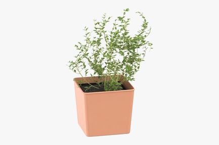 Preview: Potted Thyme Herb Plant