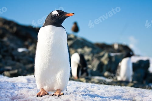 Preview: penguins in Antarctica