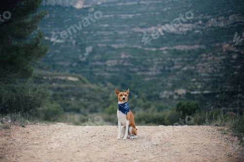 Preview: Basenji dog walking in the park. Summer sunny day