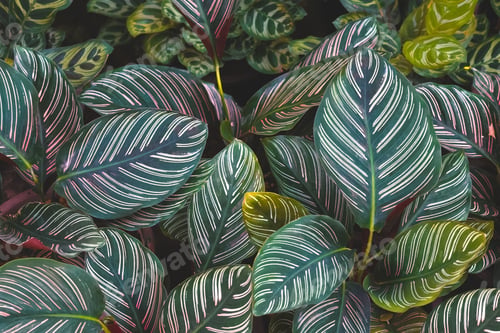 Preview: Group of Calathea cv. Sanderiana with Calathea makoyana leaves are growing in the garden