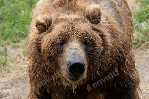 Preview: Majestic brown bear in its natural habitat, surrounded by lush trees and muddy terrain