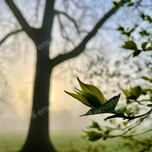 Preview: Springs leaves and winter tree in fog
