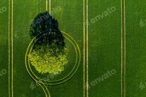 Preview: aerial top view of lonely tree in a green field, perfect afternoon light, shadows and colors