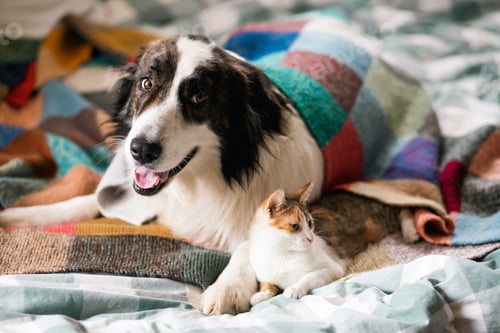 Preview: cute little cat and dog in bed at home