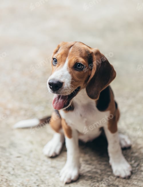 Preview: small cute beagle puppy dog looking up