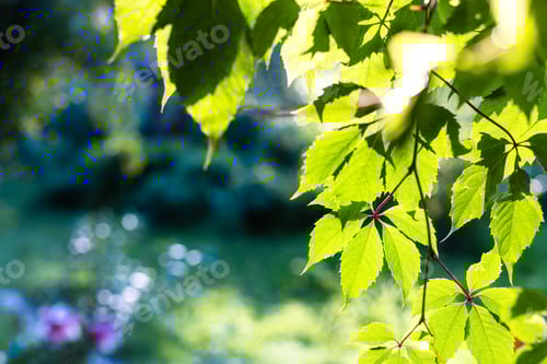 Preview: green leaves illuminated by sunset sun and garden