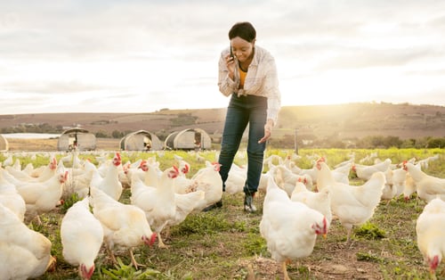 Preview: Chicken farmer, phone call and black woman on farm, talking or discussing meat delivery deal. Poult