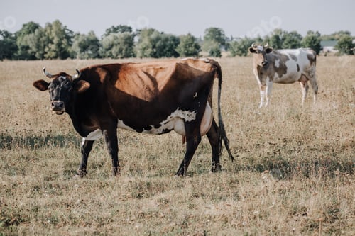 Preview: rural scene with domestic cows grazing on meadow in countryside