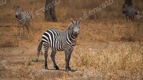 Preview: Plains zebra standing in tarangire national park, tanzania