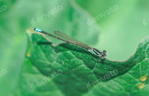 Preview: Big damselfly basking on a leaf in sunlight