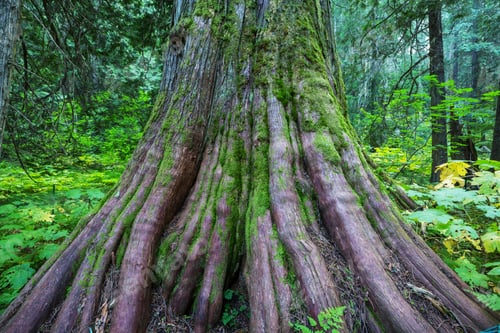 Preview: Cedar tree