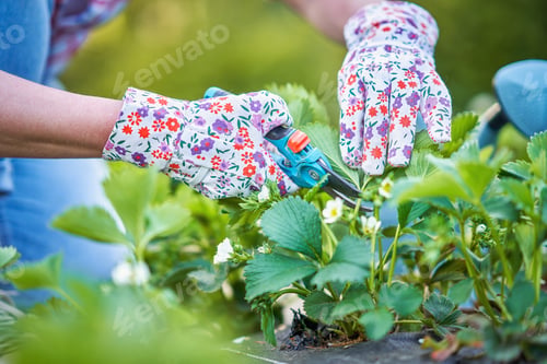 Preview: Young woman in the garden working on strawberry filed