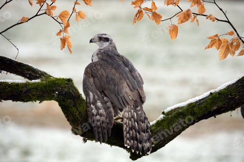 Preview: A majestic Goshawk bird perched on a tree branch