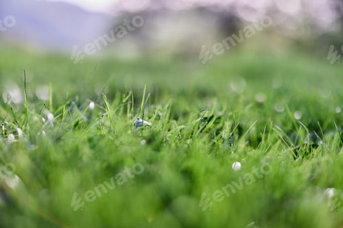 Preview: Leaves of green young grass on the background of the alpine mountains, a spring landscape close-up