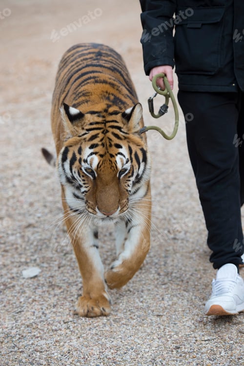 Preview: Man walking with leashed tiger