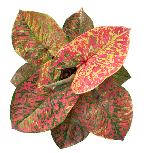 Preview: caladium on white background isolate with clipping path. Queen of the leaves plants.