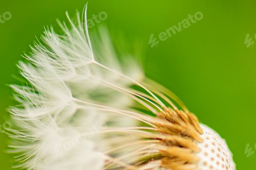 Preview: Make a Wish