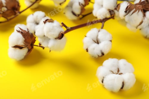 Preview: Fluffy cotton flowers on yellow background, closeup