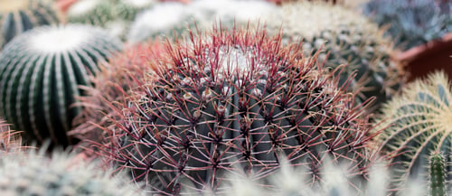 Preview: Cactus close-up, green background