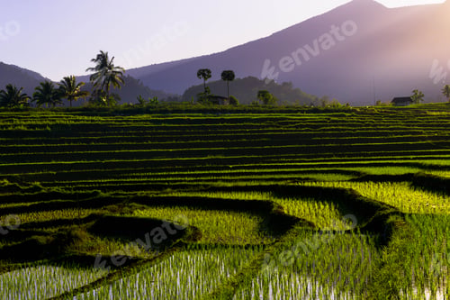 Preview: Beautiful morning view indonesia Panorama Landscape paddy fields