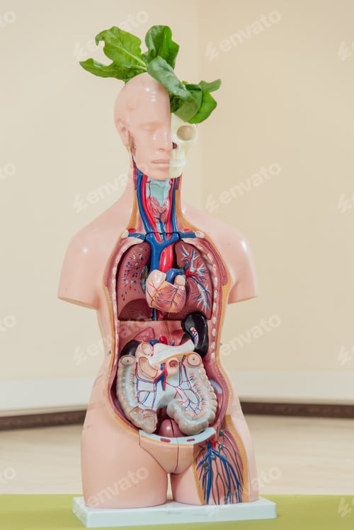 Preview: Medical Mannequin With Organs