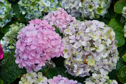 Preview: Beautiful pastel blue and purple hydrangea flower plant