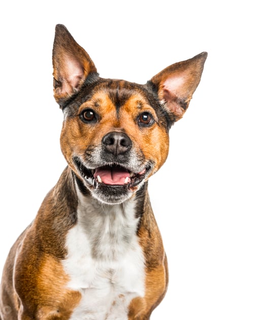 Smiling Dog Portrait Isolated on White Background
