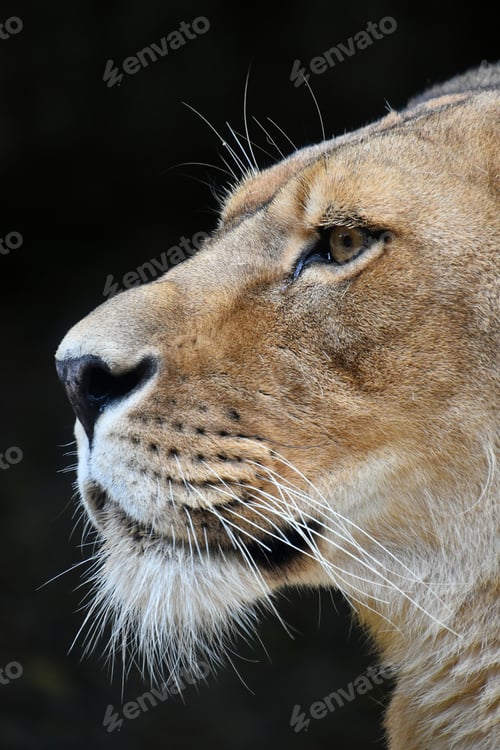 Preview: Close up side portrait of female African lioness