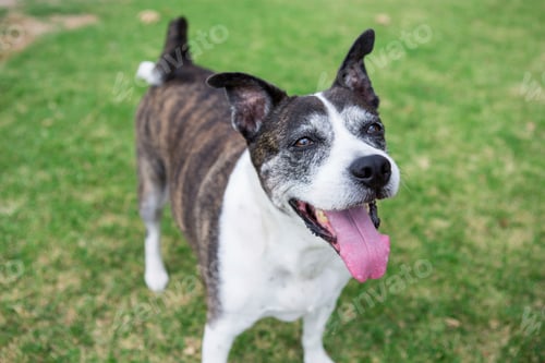 Preview: Portrait of old dog lying on park grass