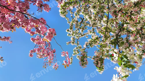Preview: Beautiful flowers of spring trees