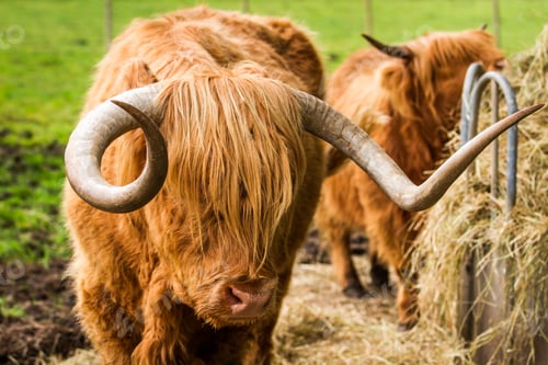 Preview: Highland cattle eat hay in the yard