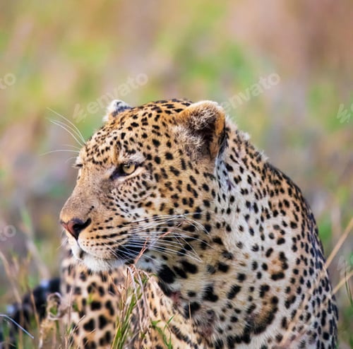 Preview: A Beautiful wildlife in the World