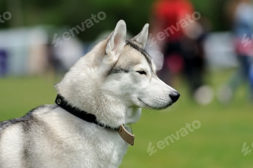 Preview: Siberian Husky dog