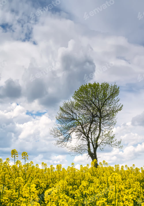 Preview: Tree among rapeseed field